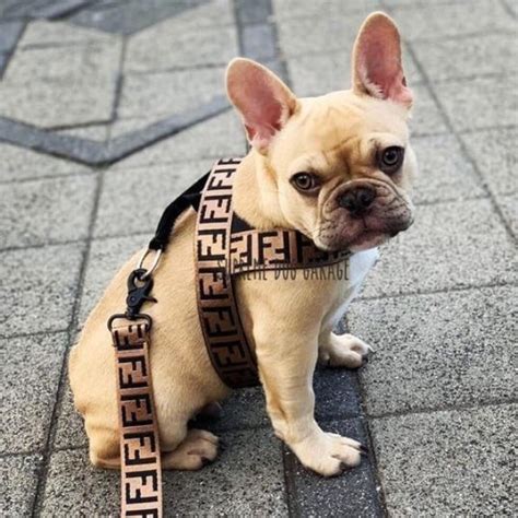 fendi dog leash set.